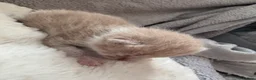 Mixed Breed cats for sale: Kittens - Advert 10