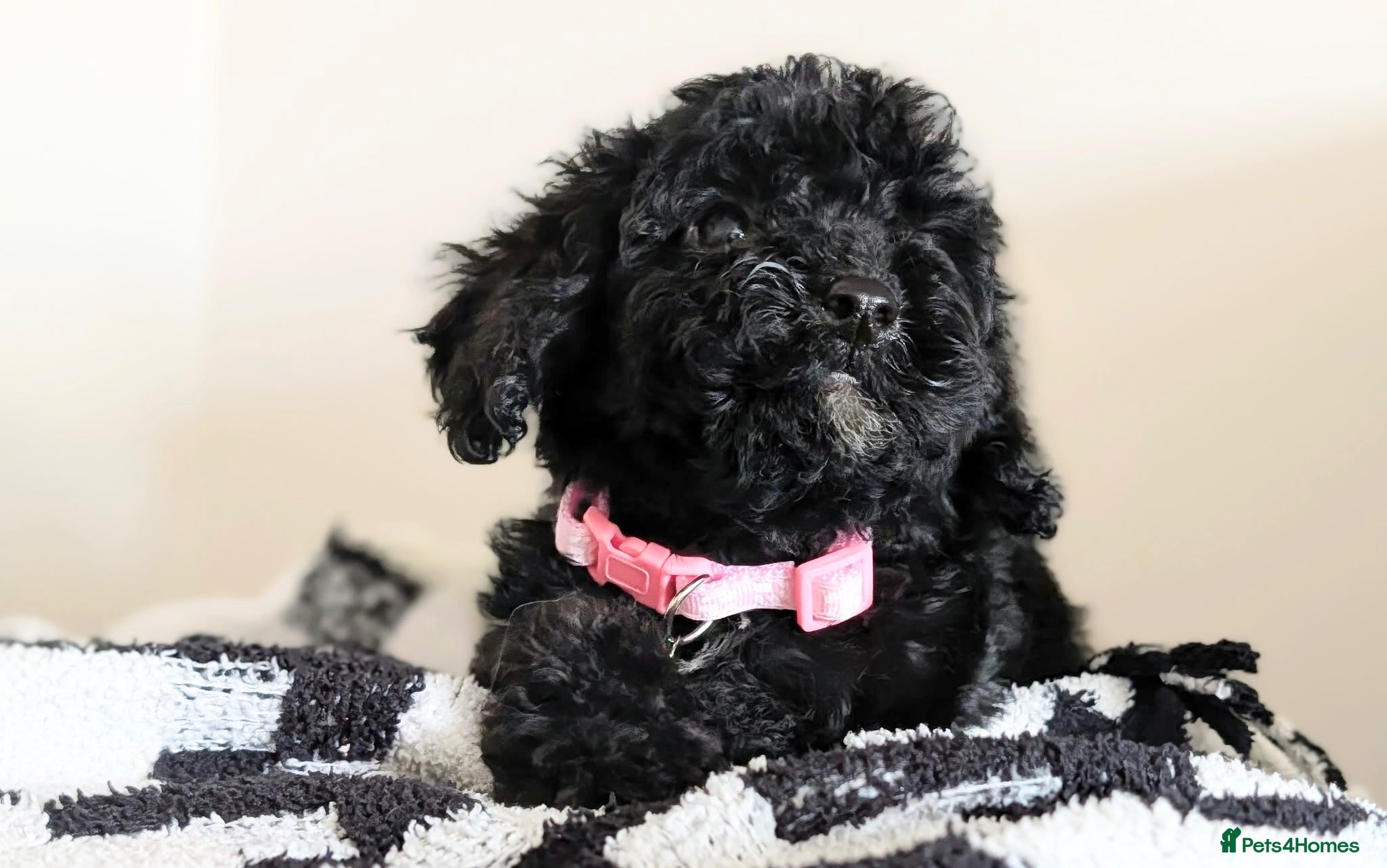 Cavapoochon dogs Extensively Tested Cavapoochons Fully Vaccinated  - Advert 1