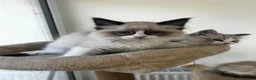 Ragdoll cats for sale: Pedigree Ragdoll Kittens GCCF  - Advert 3