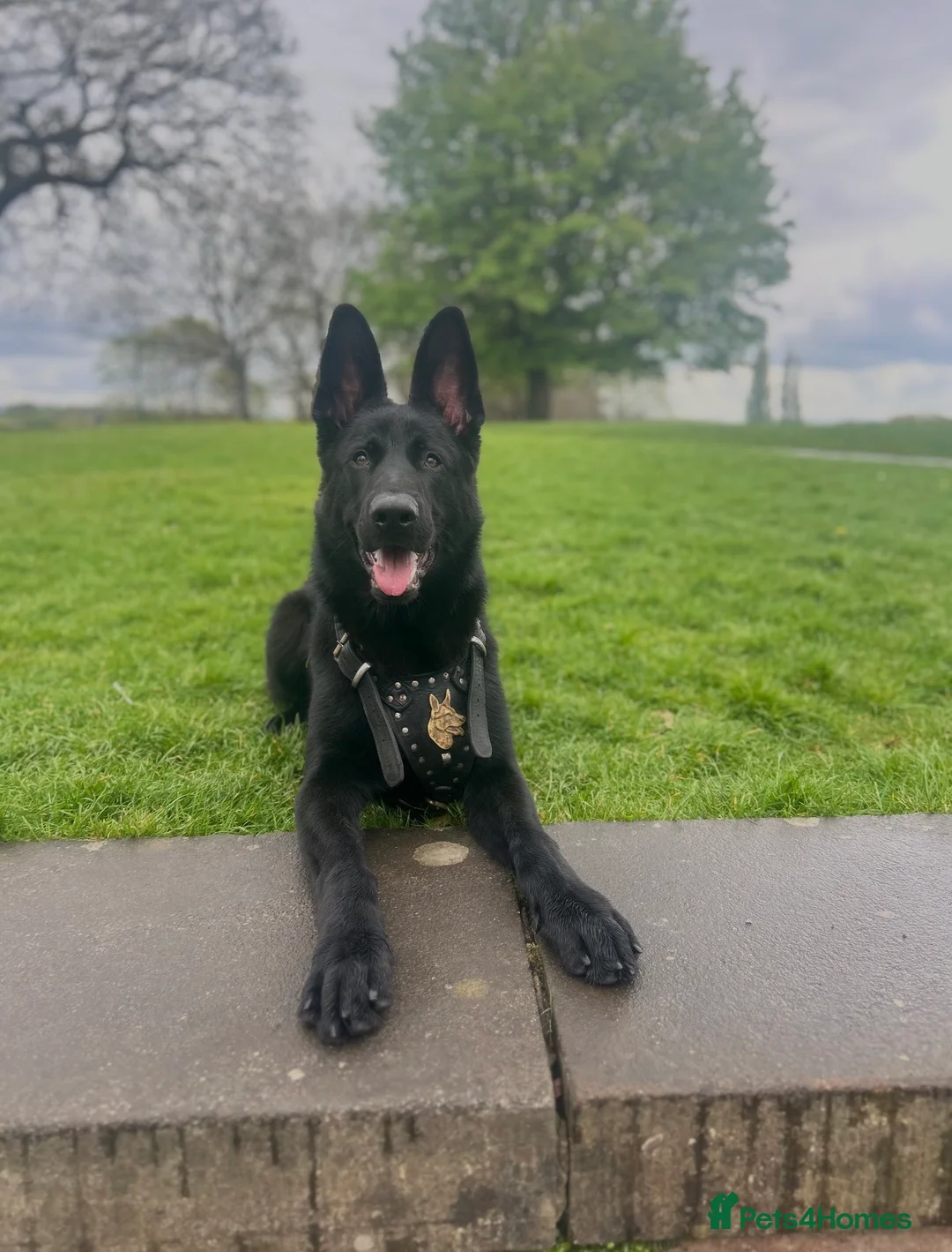 German Shepherd dogs for stud: Black German Shepherd stud - Advert 2