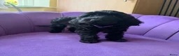 Cockapoo dogs for sale: Stunning F1B Cockapoos - DNA Clear- READY TO LEAVE - Advert 9