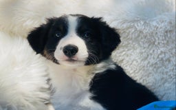 Border Collie dogs for sale: KC Reg Border Collie Puppies Health Tested Parents - Image 5