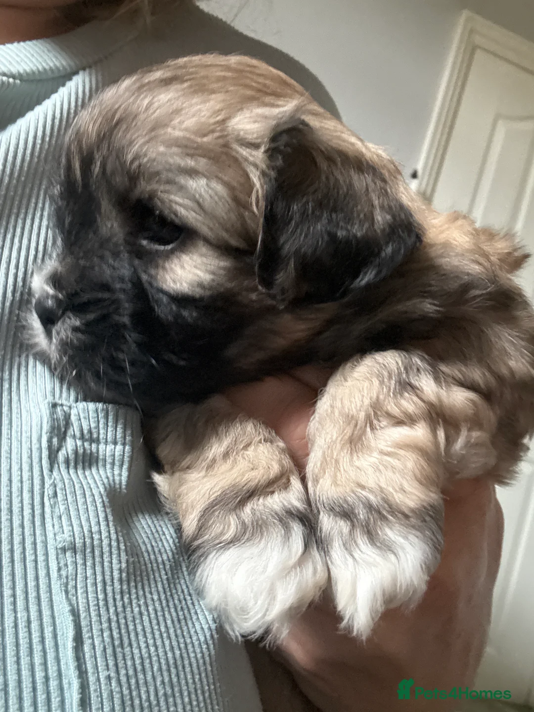 Mixed Breed dogs for sale: Four beautiful Maltipeke puppies  in Wirral - Advert 2