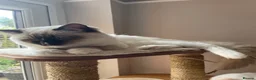 Ragdoll cats for sale: GCCF registered Ragdolls - Advert 11