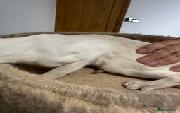 Siamese cats for sale: Lovely Siamese Lilac Point - Active Register - Image 4
