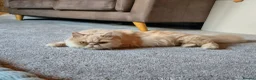 Persian cats for sale: Beautiful cream persian babies  - Advert 6