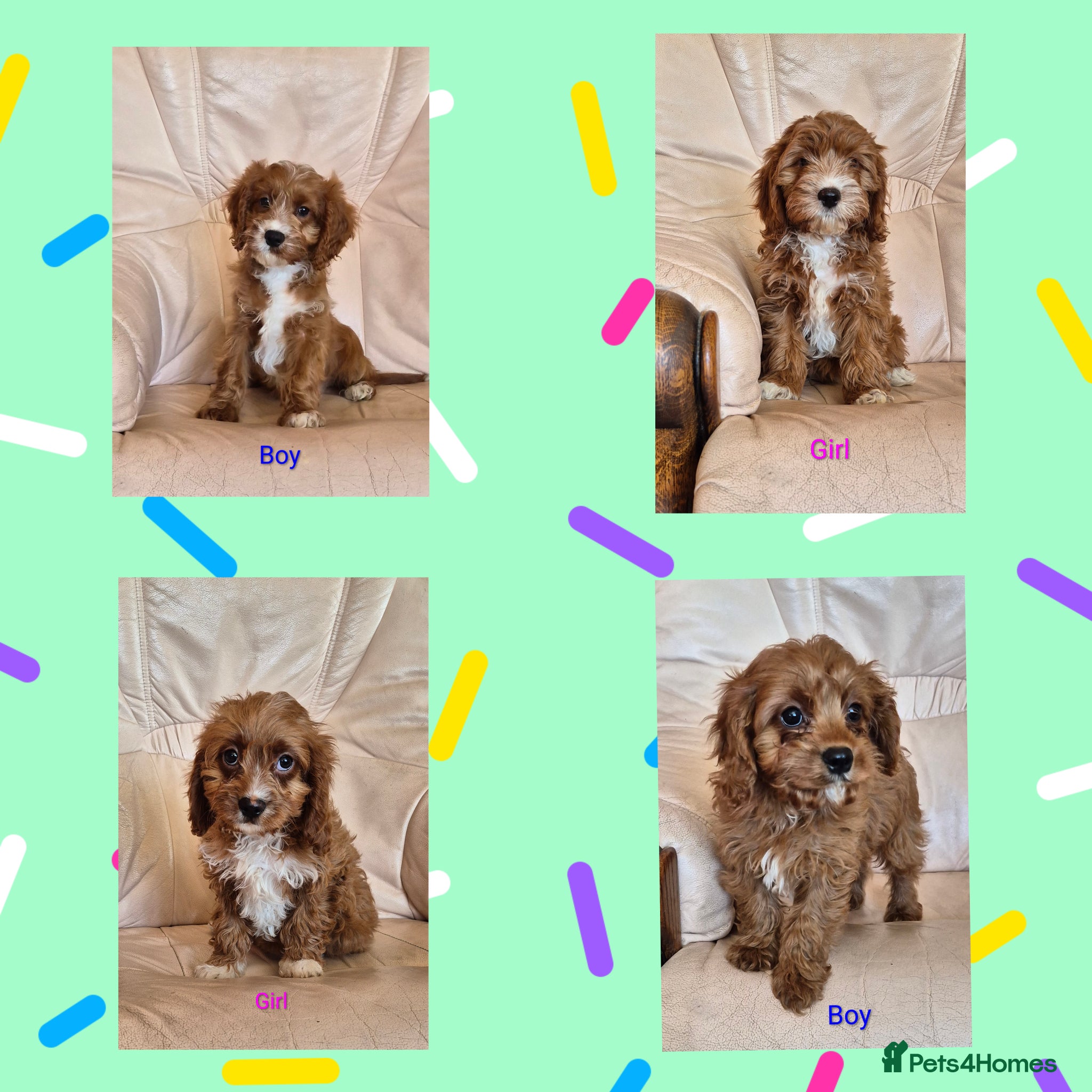 Cavapoo dogs Beautiful health checked Cavapoo Puppies  - Advert 1