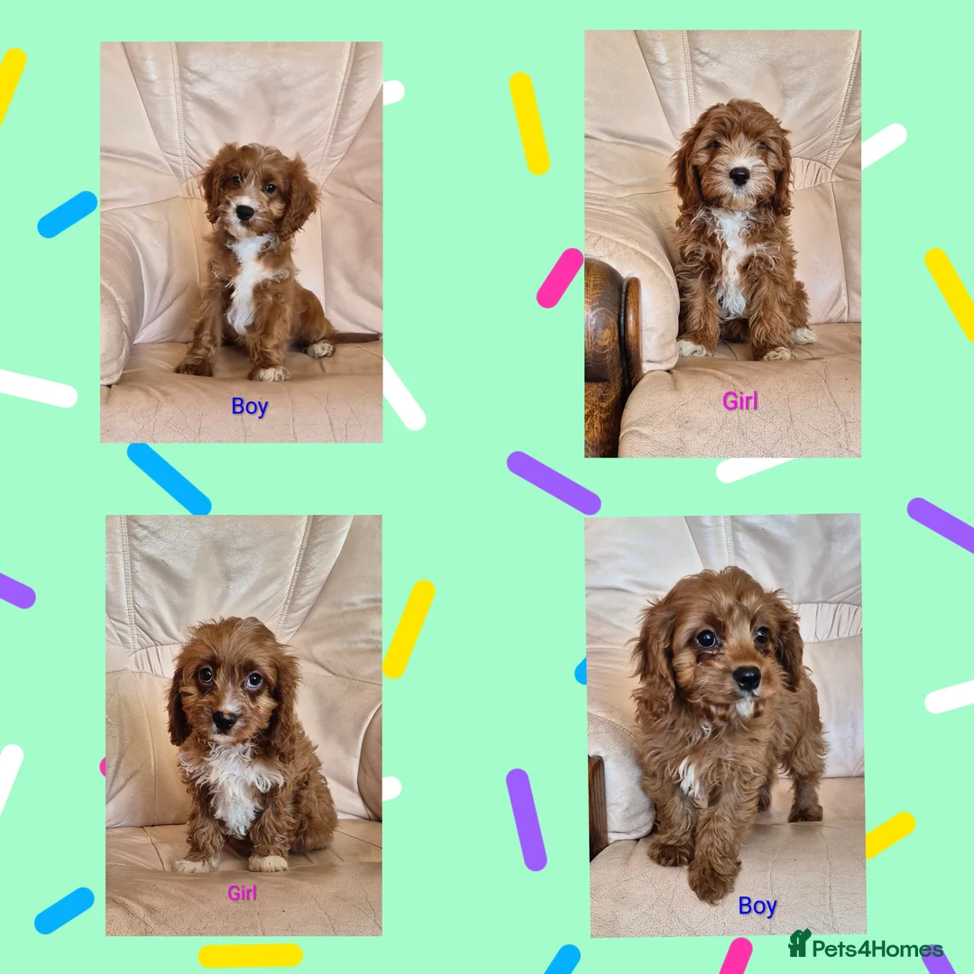 Cavapoo dogs for sale: Beautiful health checked Cavapoo Puppies  - Advert 1