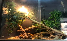 Chameleon reptiles for sale: DELUXE VIVARIUM+TWO JUVENILE YEMEN CHAMELEONS  - Image 5