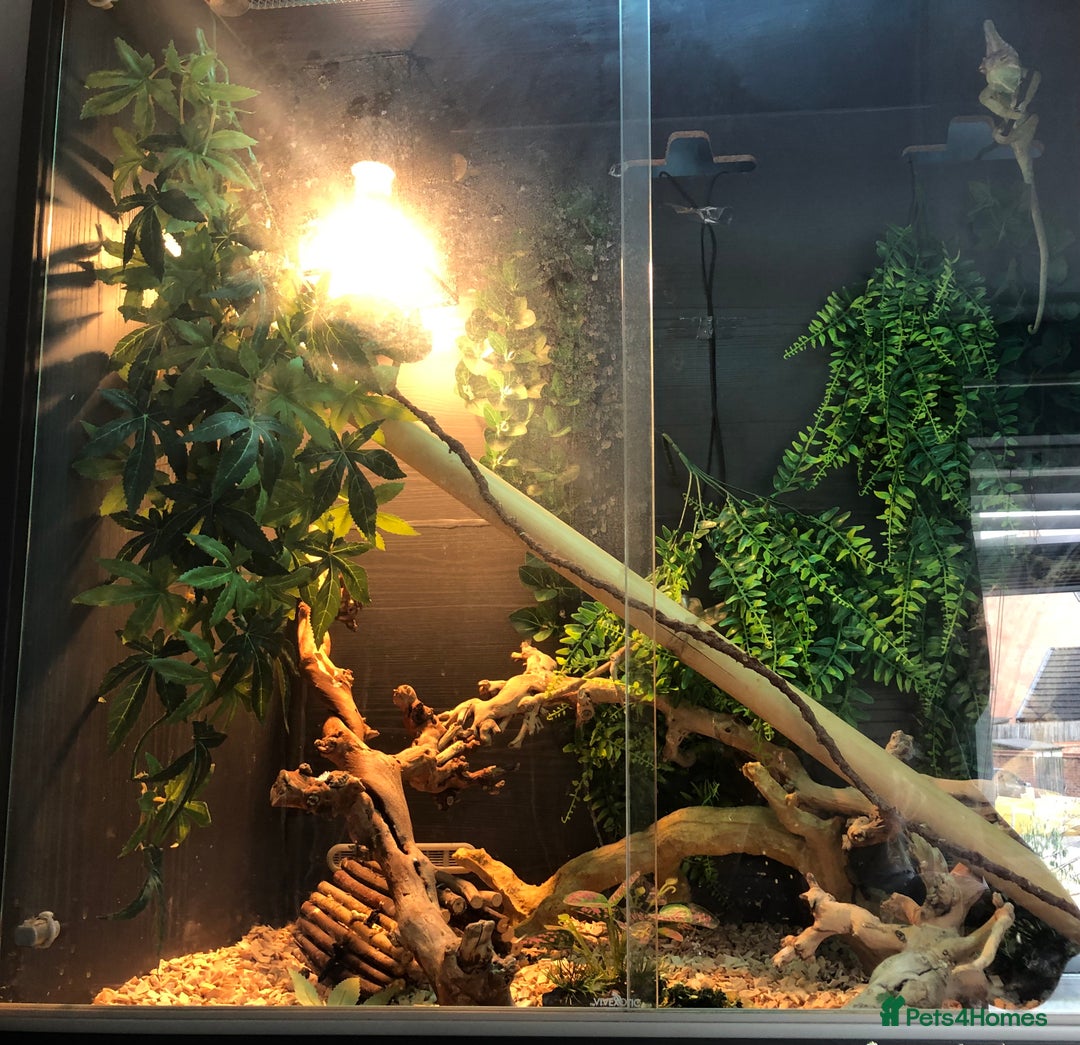 Chameleon reptiles for sale: DELUXE VIVARIUM+TWO JUVENILE YEMEN CHAMELEONS  - Image 5