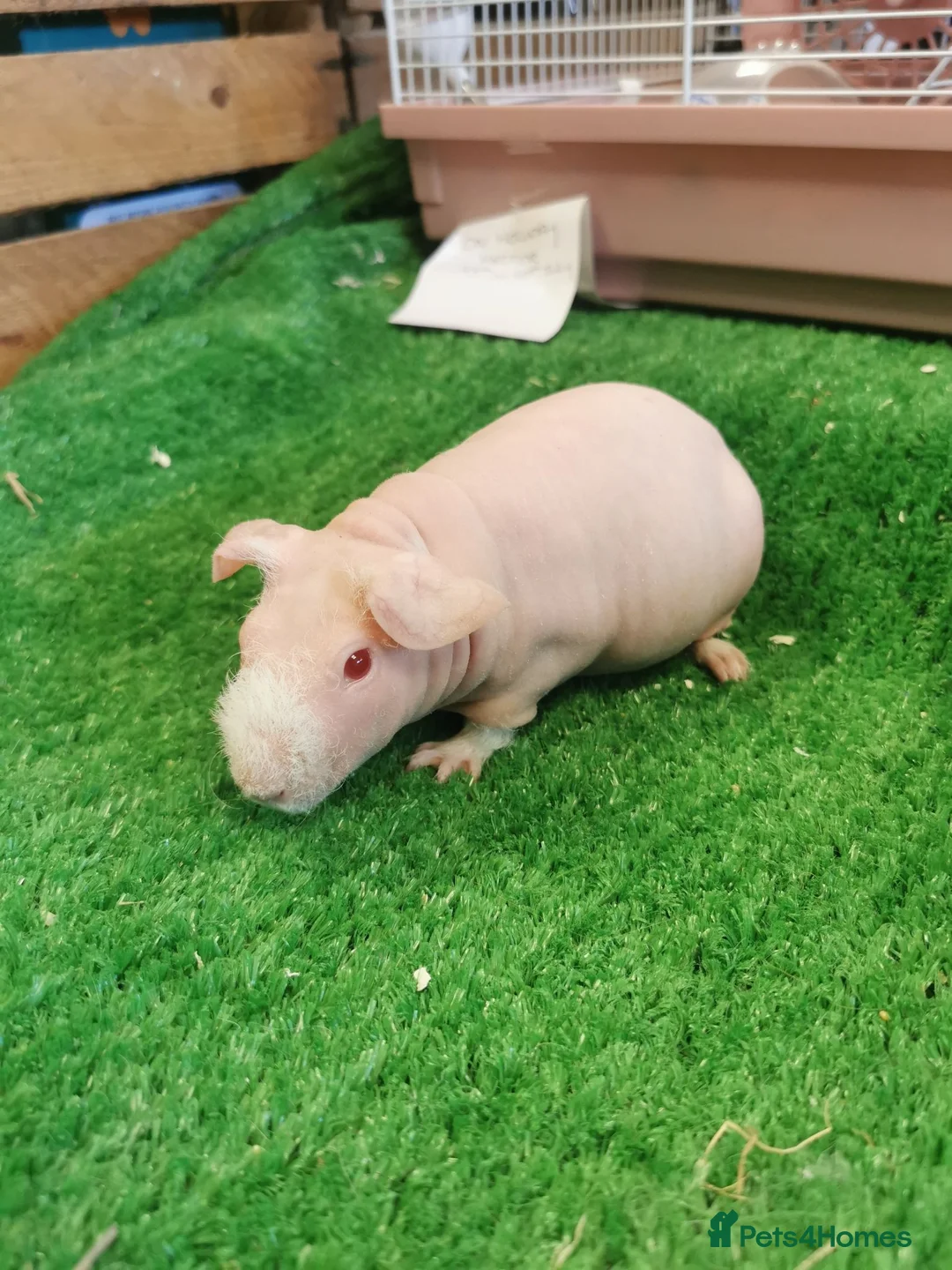 Guinea Pig rodents for sale: Bonded pair of female skinny pigs - Advert 2