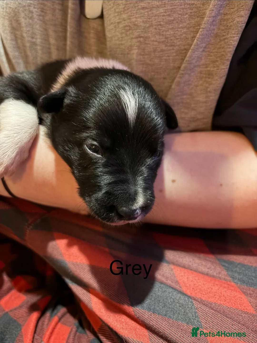 Border Collie dogs for sale: ONLY ONE BOY REMAINING (READY TO GO TUE) - Advert 9
