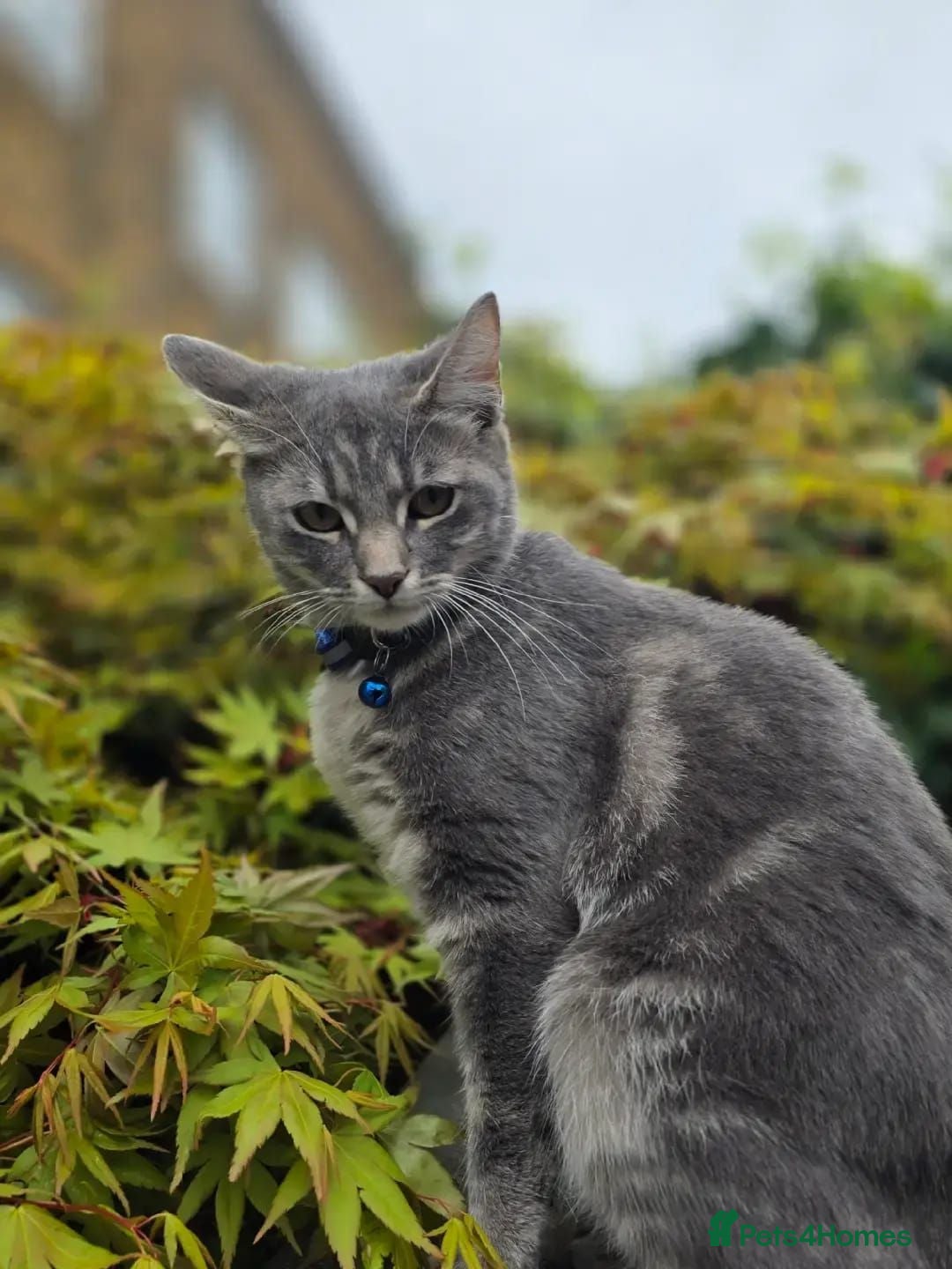 British Shorthair cats Rehoming our cats - Advert 10