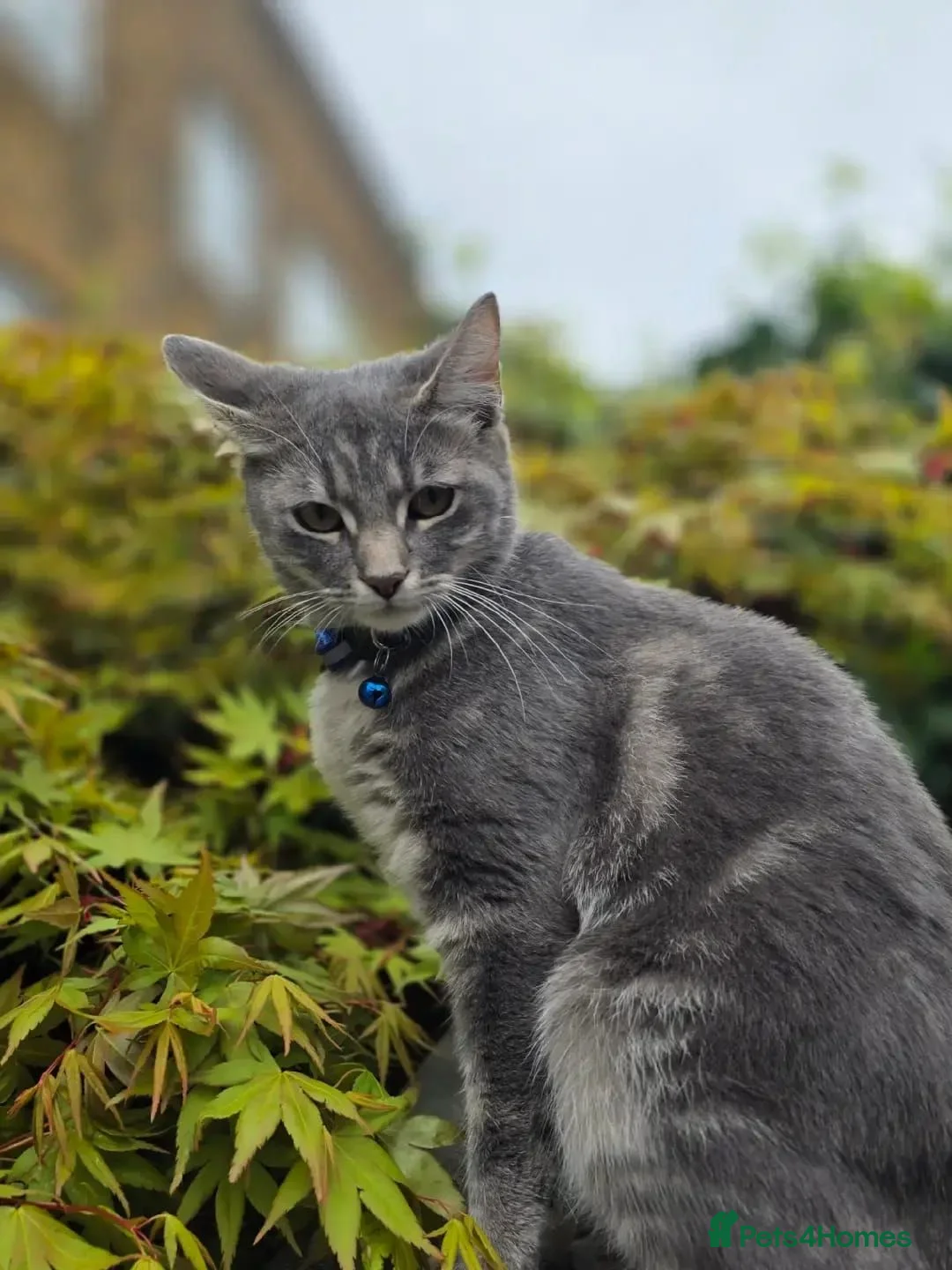 British Shorthair cats for sale: Rehoming our cats - Advert 1