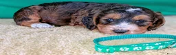 Cockapoo dogs for sale: Your Next Furry Family Member Awaits!  - Advert 4