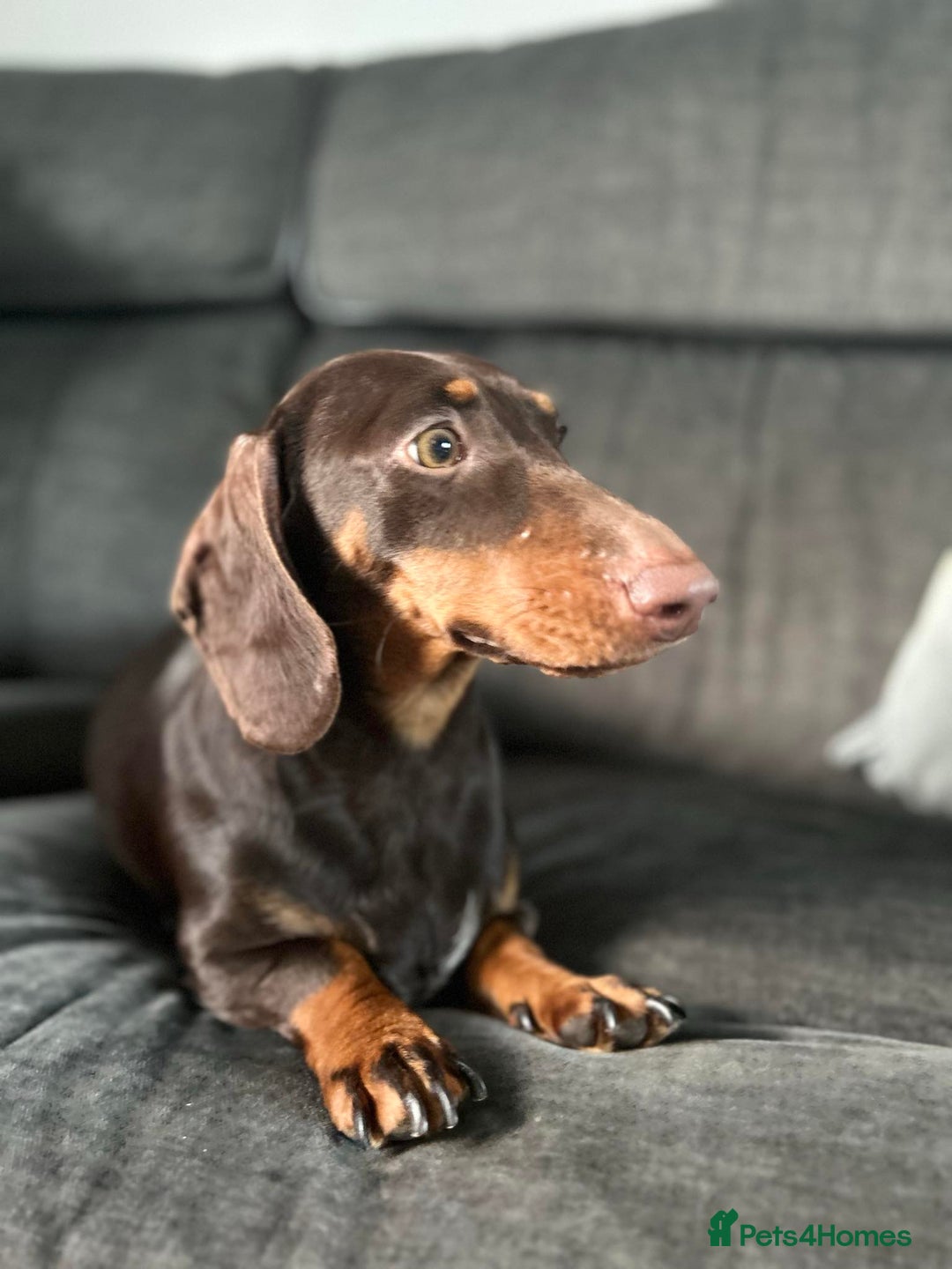 Dachshund dogs for sale: Dachshund (sausage dogs) - Advert 8