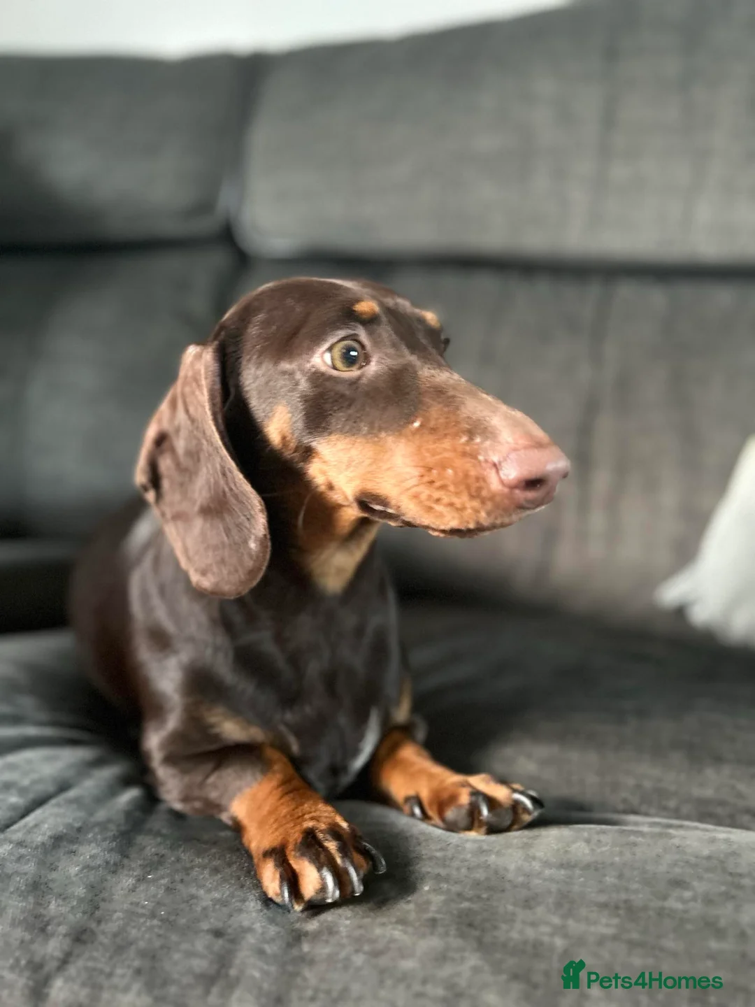 Dachshund dogs for sale: Dachshund (sausage dogs) READY NOW - Advert 4