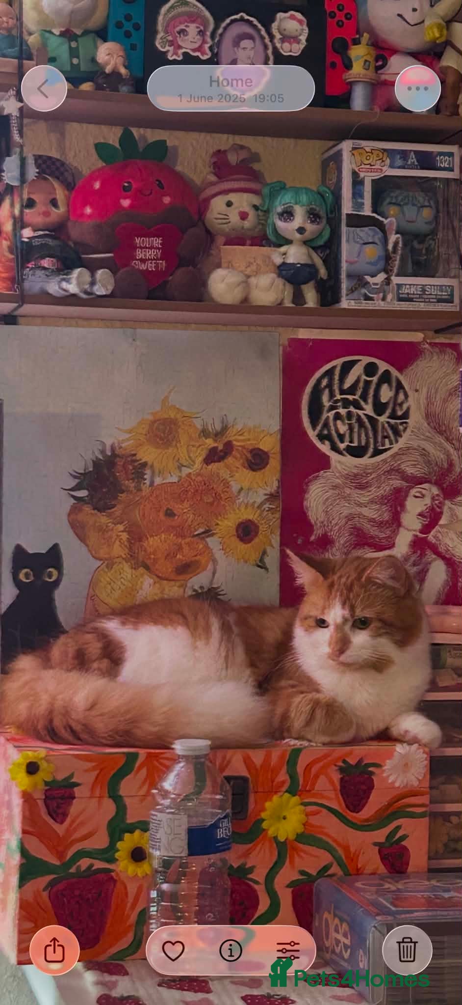 British Longhair cats 1 and half year old British Longhair - Advert 4