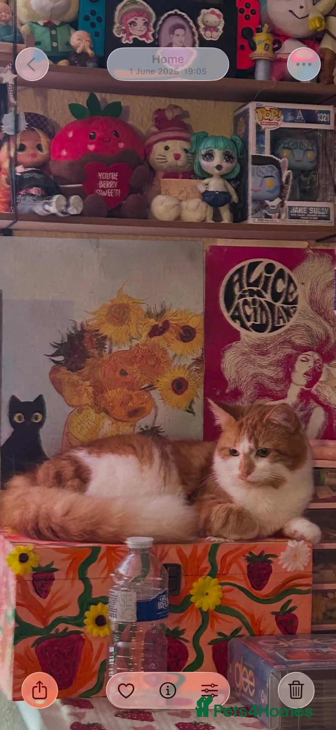 British Longhair cats for sale: 1 and half year old British Longhair in Bolton - Advert 1