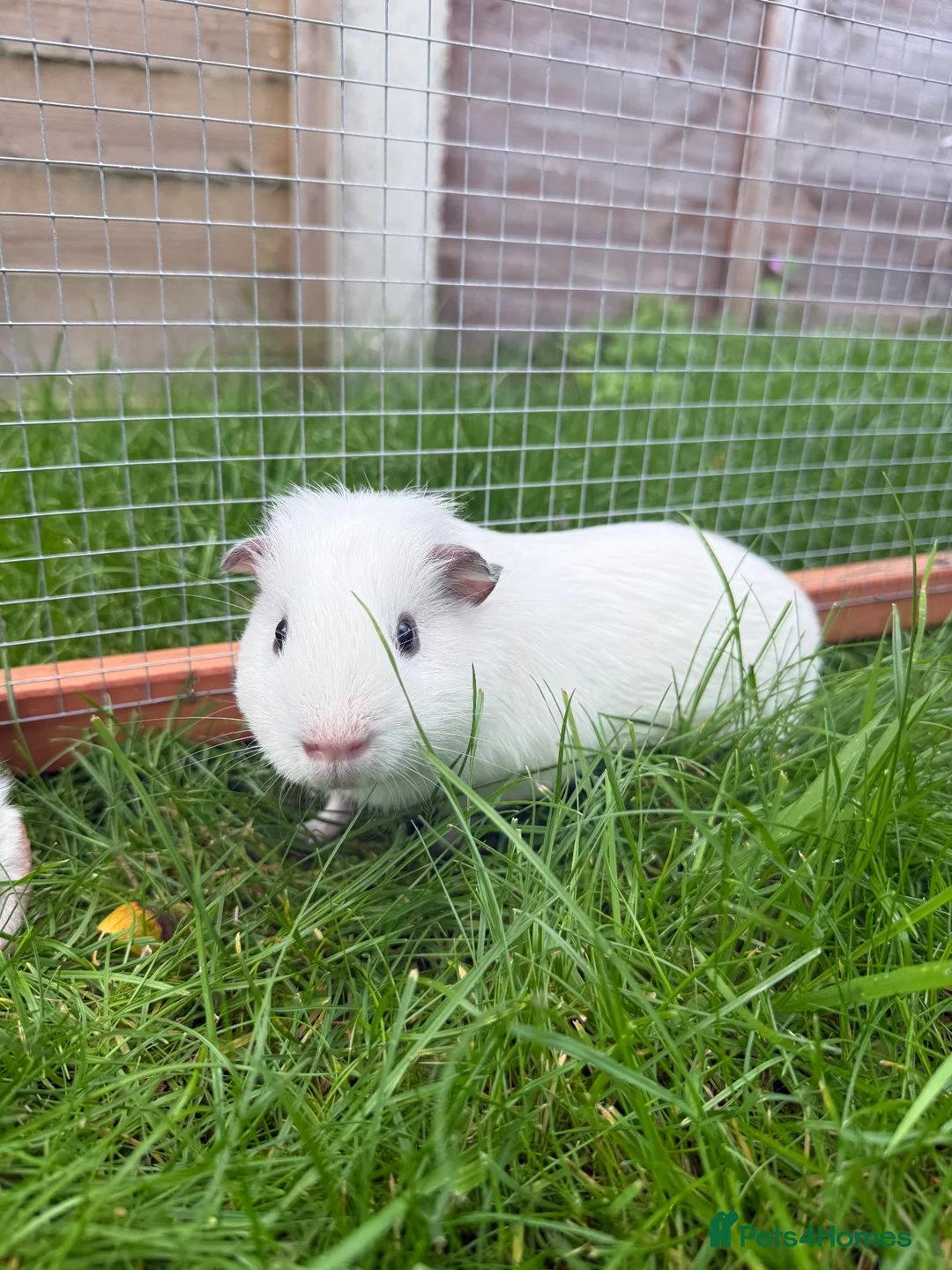 Guinea Pig rodents for sale: Baby guinea pigs! - Advert 6