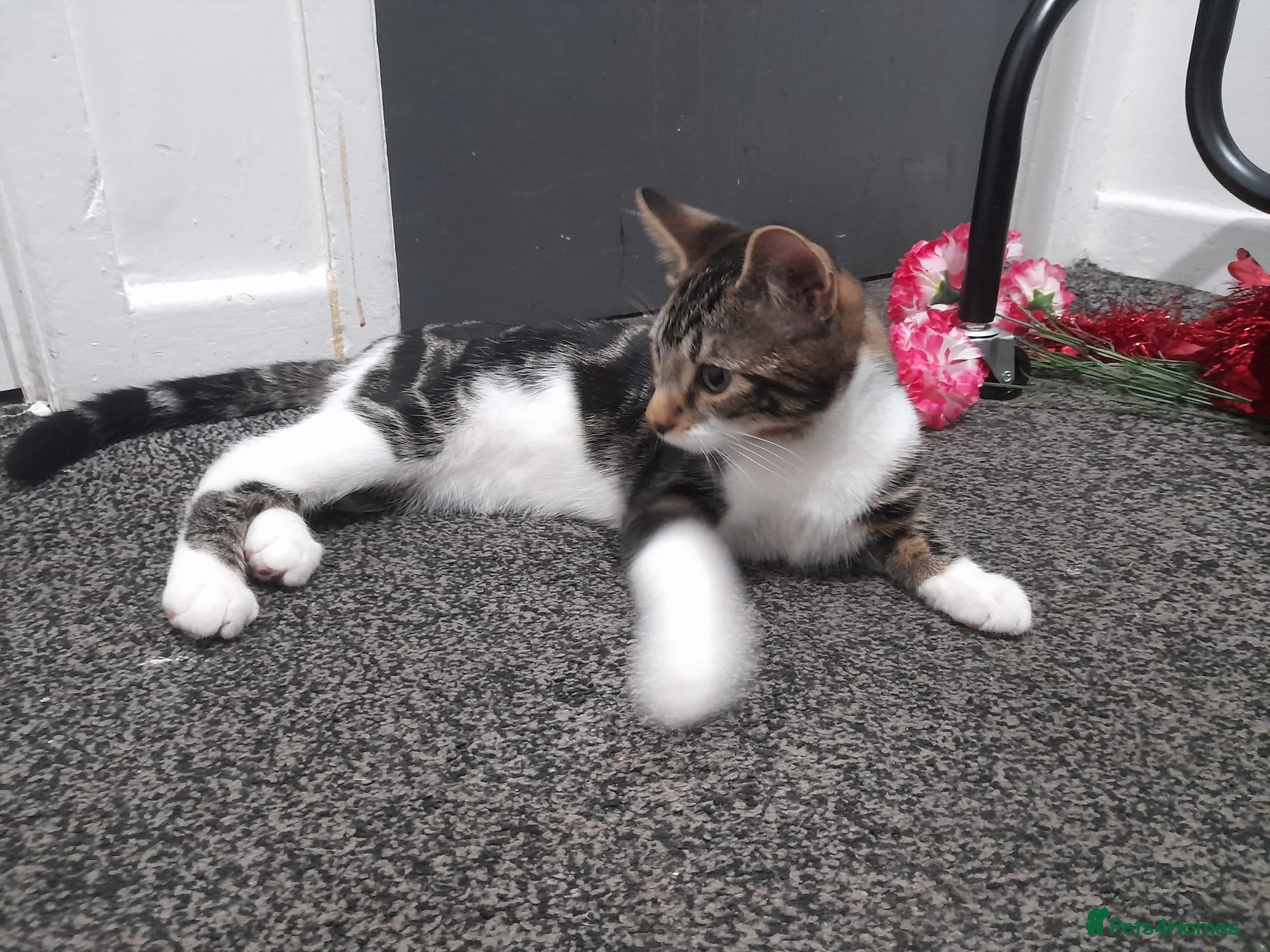 Mixed Breed cats 2 Male Cats Needing LovingHomes 7MonthsOld £70Each - Advert 15