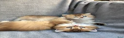 British Longhair cats for sale: Pedigree British longhair golden chocolate lilac - Advert 12