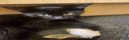 Mixed Breed cats for sale: 3 Playful Black Brother Kittens Looking for Homes - Advert 1
