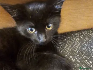 Mixed Breed cats 3 Playful Black Brother Kittens Looking for Homes - Advert 18