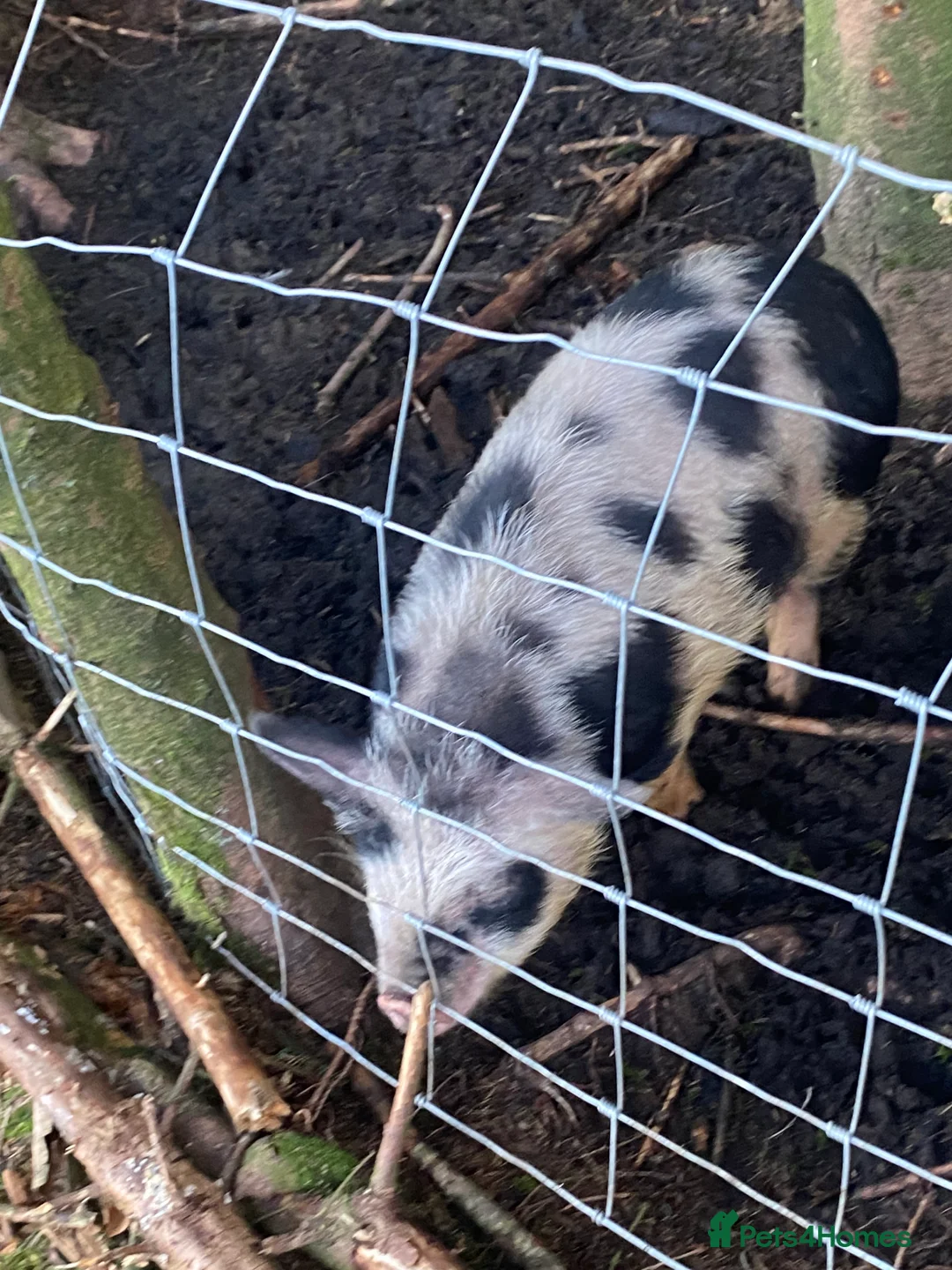 Pig livestock for sale: 4 micro pigs in Rossendale - Advert 2