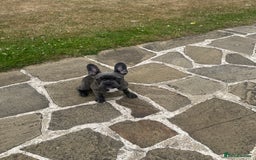 French Bulldog dogs for sale: 6 month old French Bulldog puppy  - Image 3