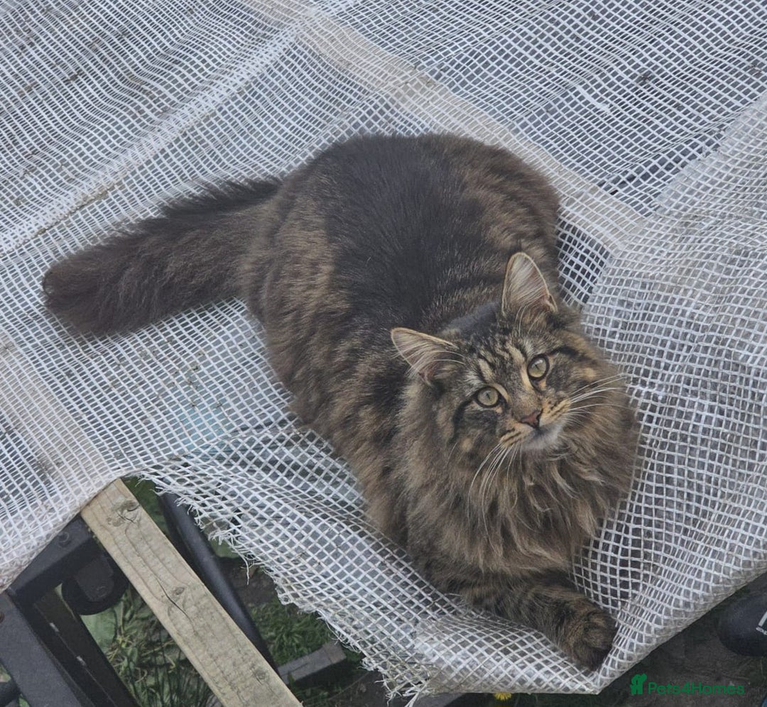 Maine Coon cats for sale: Boy Maine Coon (Open To Offers) - Advert 1