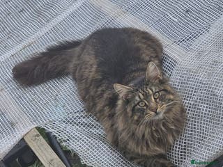 Maine Coon cats Boy Maine Coon (Open To Offers) - Advert 8