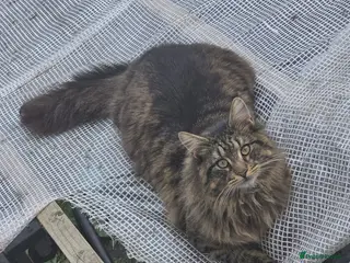Maine Coon cats Boy Maine Coon (Open To Offers) - Advert 14