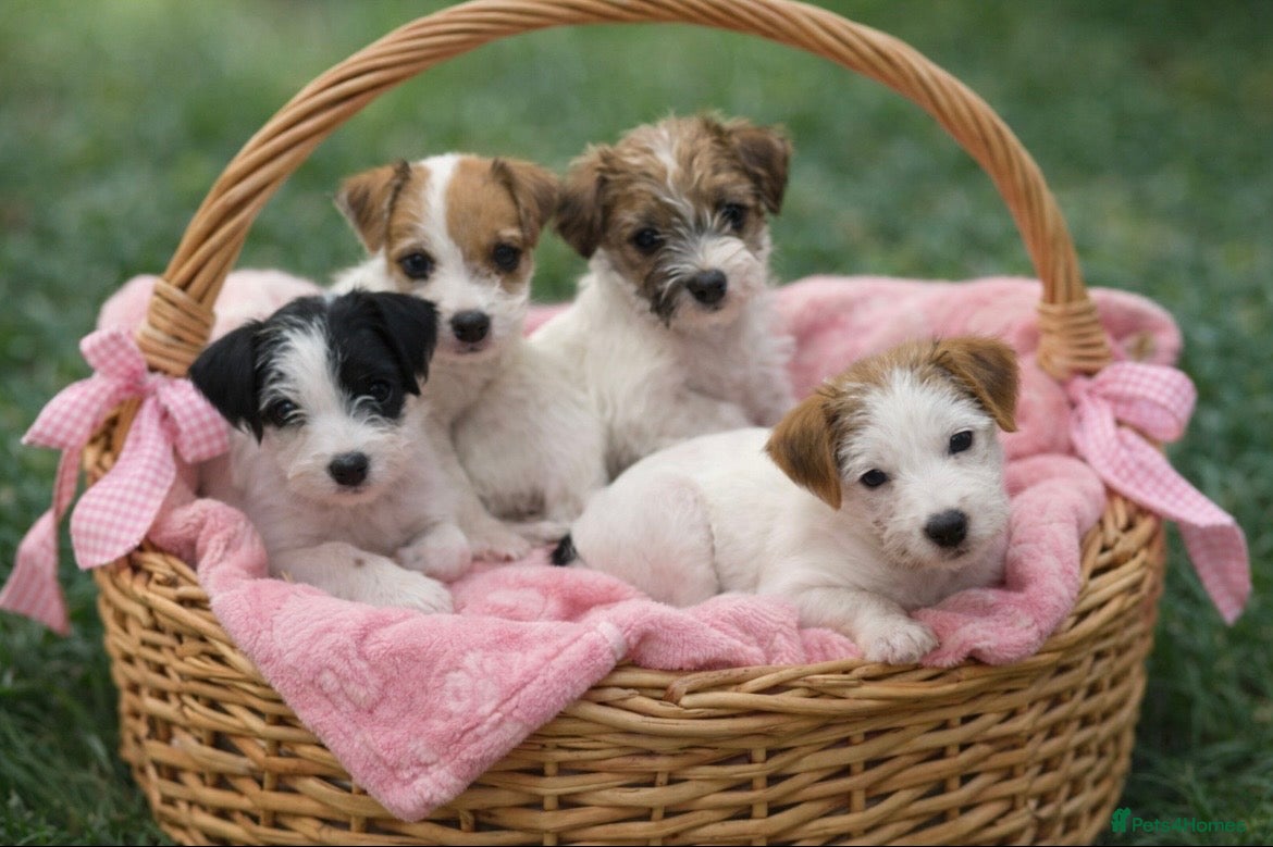 Parson Russell dogs Crufts winner 2024 Daughter Has Puppies KC Reg - Advert 3