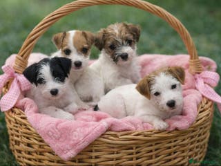 Parson Russell dogs Crufts winner 2024 Daughter Has Puppies KC Reg - Advert 3