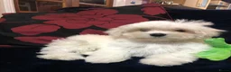 Mixed Breed dogs for sale: shihtzu / bichon x maltese  - Advert 18