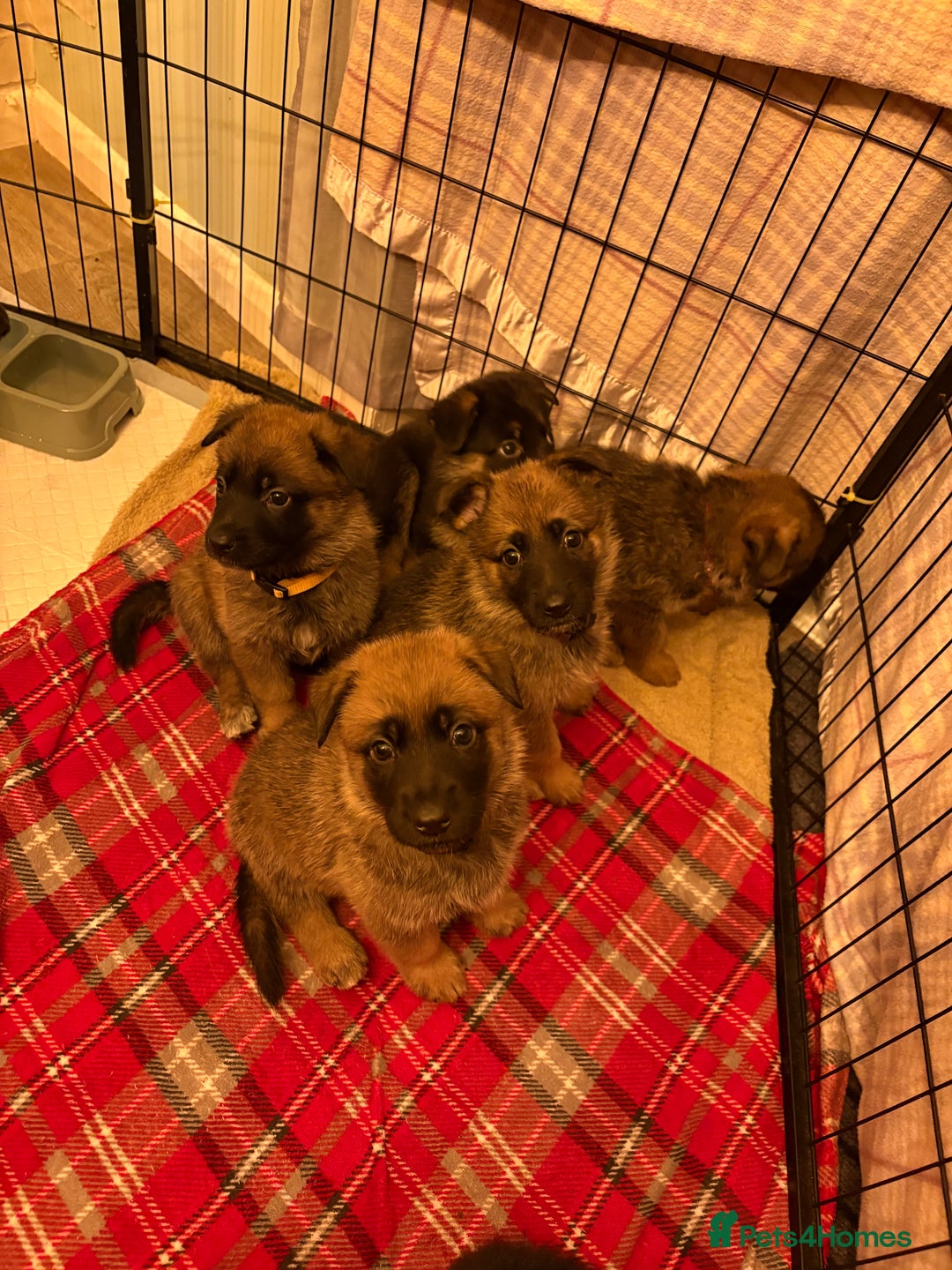 Mixed Breed dogs for sale: Belgian malinois x German Shepherd puppies  - Advert 4