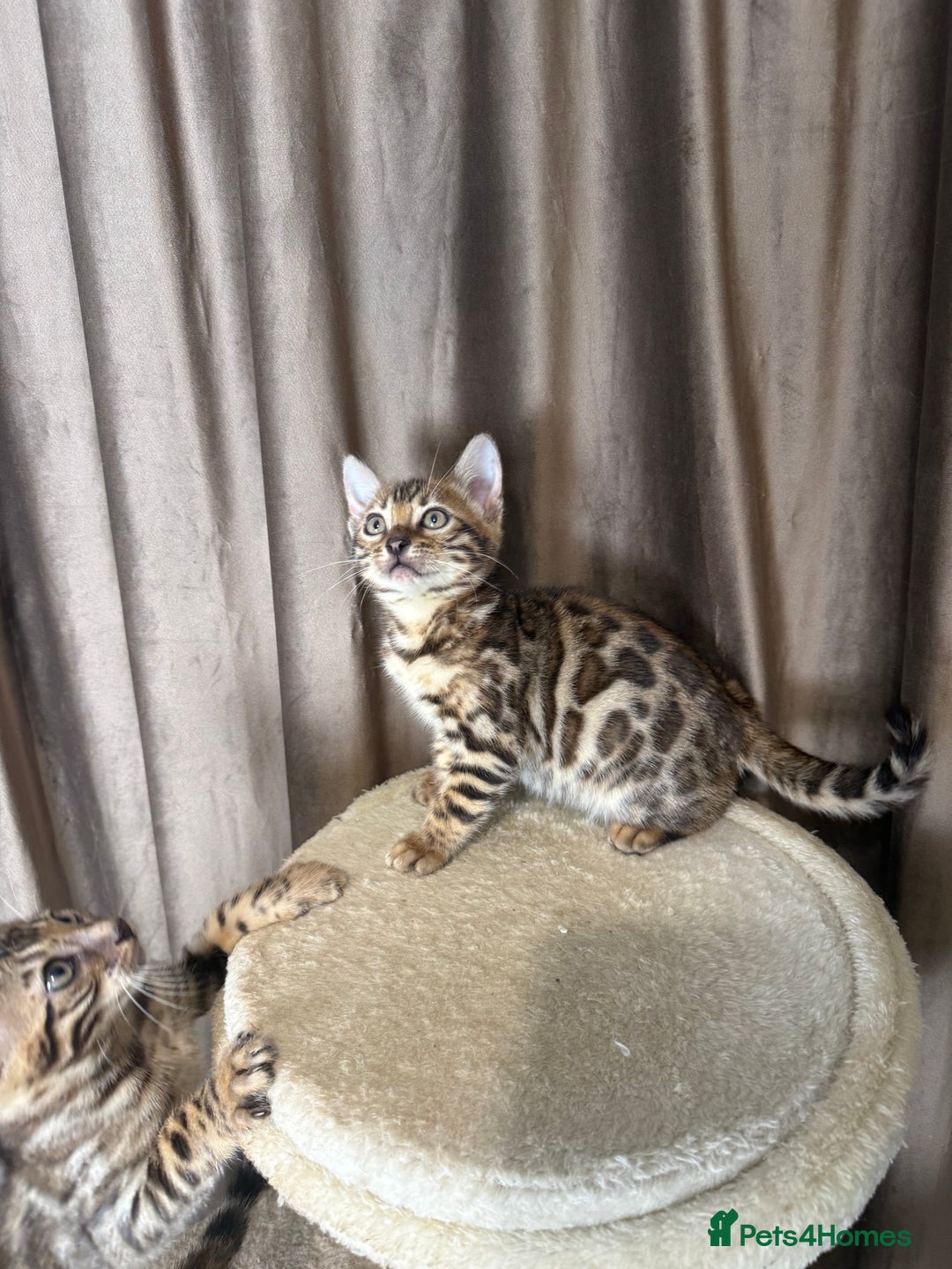Bengal cats for sale: Adorable bengal kittens - Advert 4
