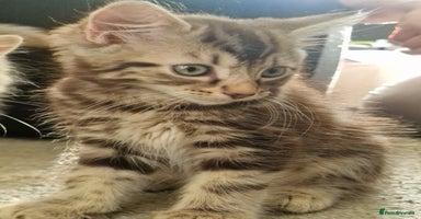 Maine Coon cats - Advert 11