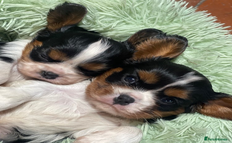 Cavalier King Charles Spaniel dogs Adorable Quality Cavalier puppies  - Advert 1