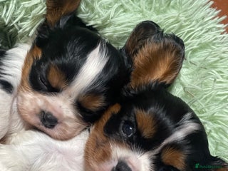 Cavalier King Charles Spaniel dogs Adorable Quality Cavalier puppies - Advert 8