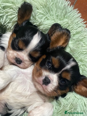 Cavalier King Charles Spaniel dogs Adorable Quality Cavalier puppies - Advert 1
