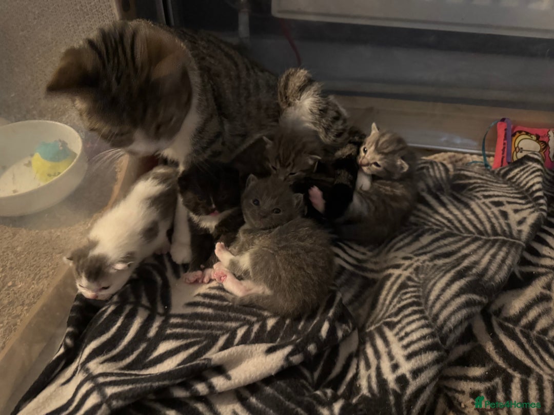 Mixed Breed cats for sale: Kittens for sale!  - Advert 4