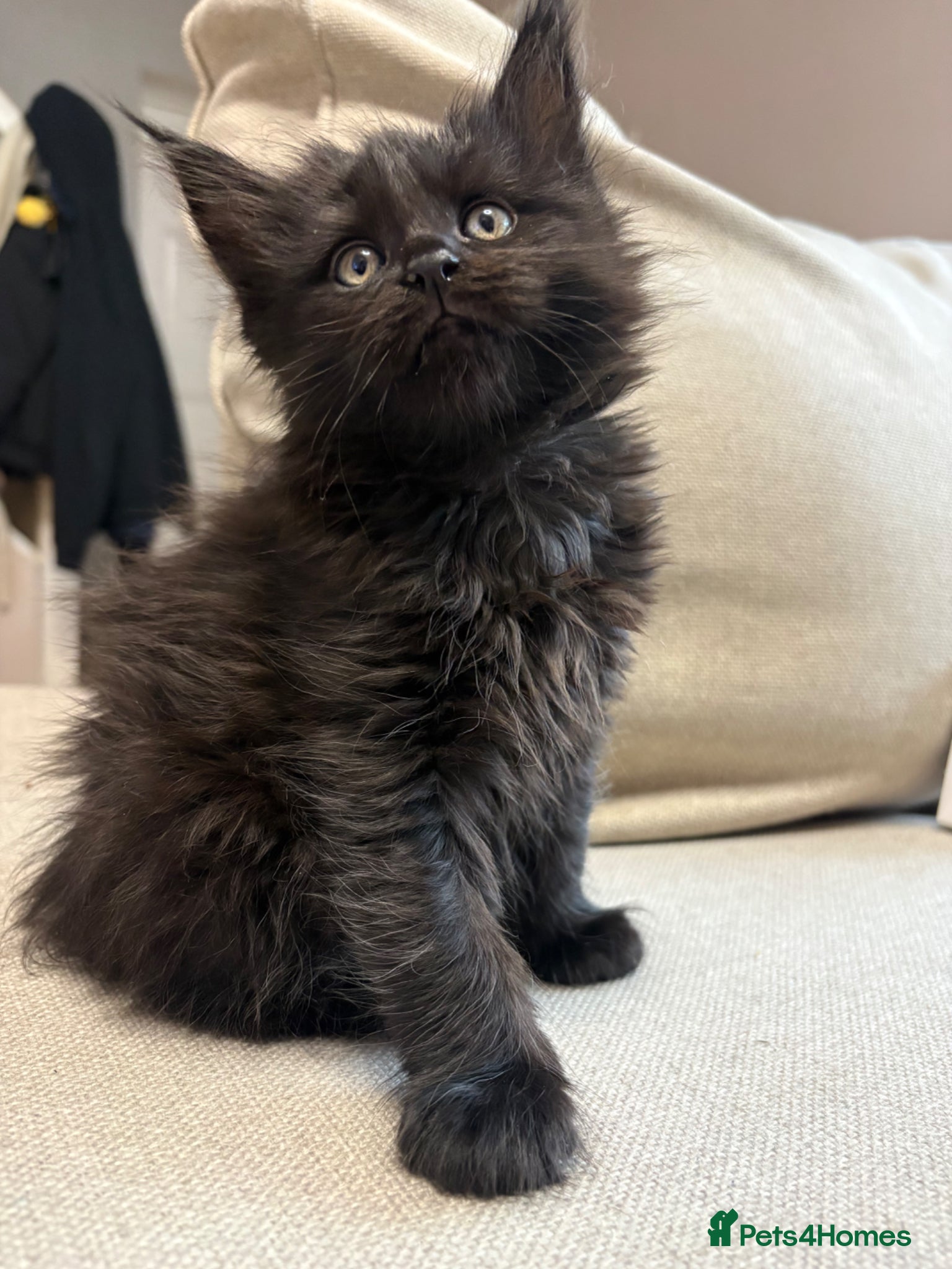 Maine Coon cats Beautiful TICA registered Maine coon kittens. - Advert 1