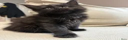 Maine Coon cats for sale: Beautiful TICA registered Maine coon kittens. in Rochester - Advert 1