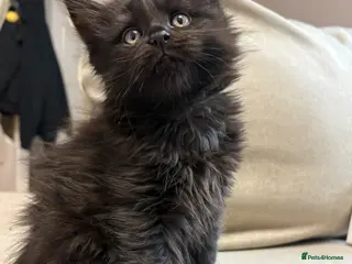 Maine Coon cats Beautiful TICA registered Maine coon kittens. - Advert 2
