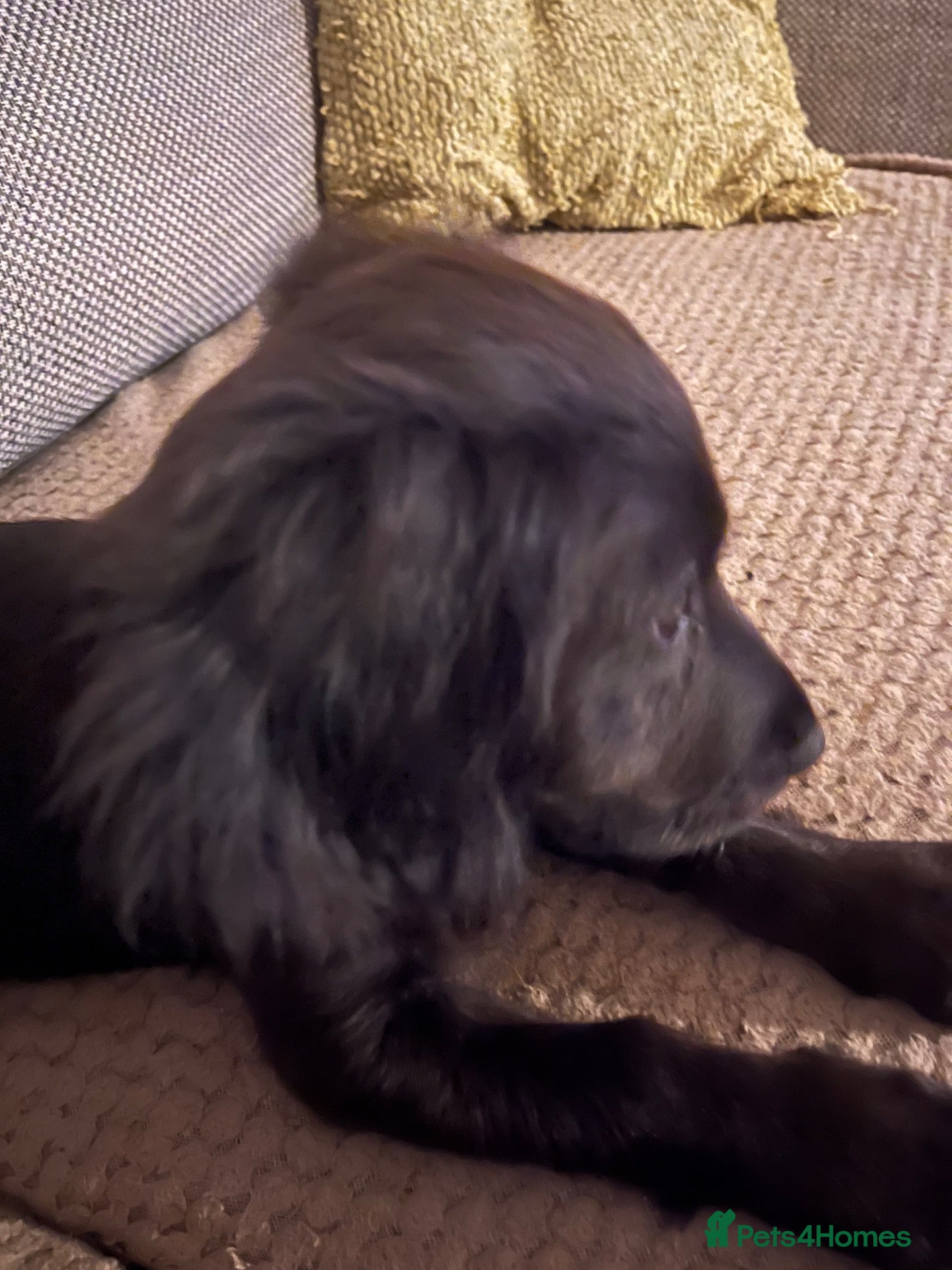 Sprocker dogs Sprocker - Advert 6