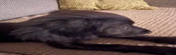 Sprocker dogs for sale: Sprocker in Huntingdon - Advert 1