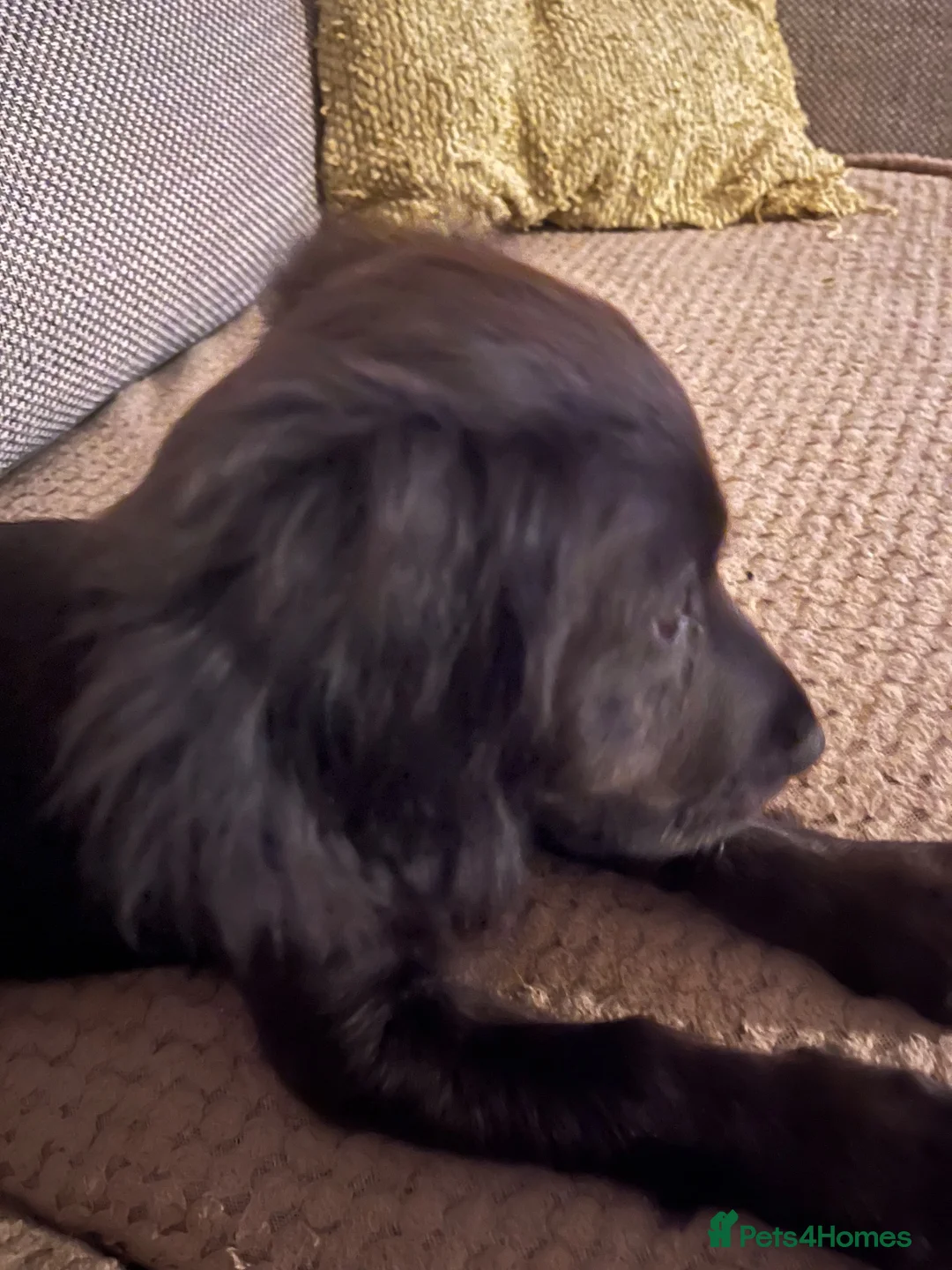 Sprocker dogs for sale: Sprocker in Huntingdon - Advert 1