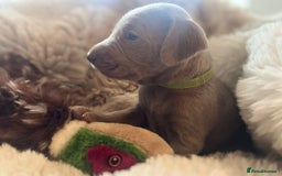 Weimaraner dogs for sale:  KC Reg Weimaraner Pups from Champion Bloodlines ✨ - Image 17